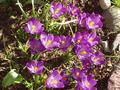 porch crocuses.jpg